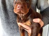 Irk Ve Sağlık Garantili Doberman Yavrular