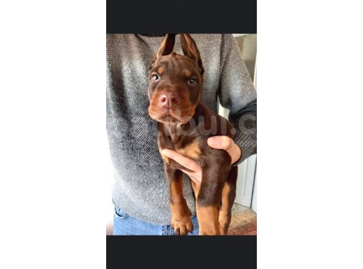 Irk Ve Sağlık Garantili Doberman Yavrular görsel