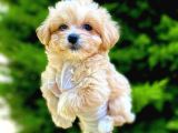 MALTİPO CİNSİ 