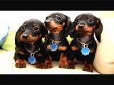 Show Güzelli̇kte Safkan Dachshund Yavrularımız