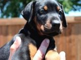 Irk Ve Sağlık Garantili Doberman Yavrular