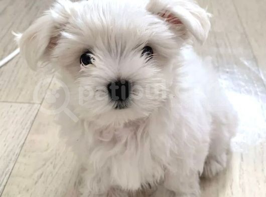 Harika maltese bebekleri