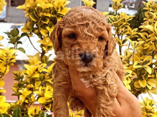 Güzellik Abidesi Ev Uretimi Poodle Bebeklerimiz görsel