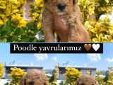 Güzellik abidesi ev uretimi poodle bebekler 