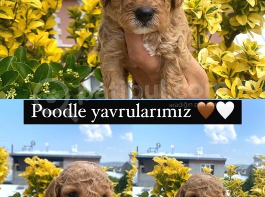Güzellik Abidesi Ev Uretimi Poodle Bebekler 