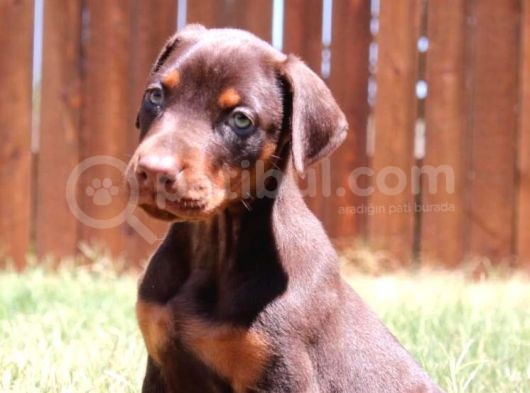 Irk Ve Sağlık Garantili Doberman Yavrular