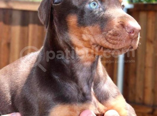 Irk Ve Sağlık Garantili Doberman Yavrular görsel