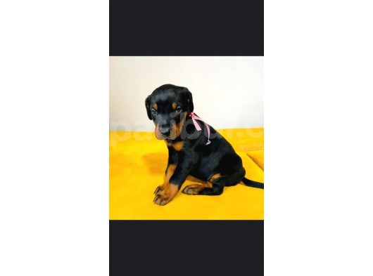 Irk Ve Sağlık Garantili Doberman Yavrular görsel