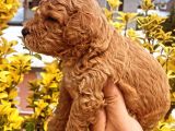 Güzellik Abidesi Ev Uretimi Poodle Bebeklerimiz