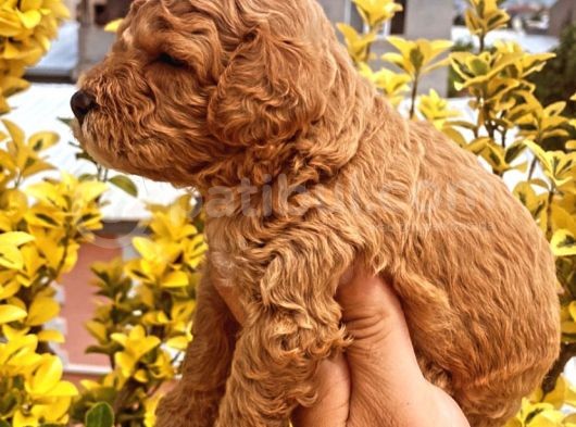 Güzellik Abidesi Ev Uretimi Poodle Bebeklerimiz görsel