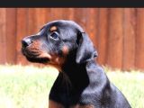 Irk Ve Sağlık Garantili Doberman Yavrular