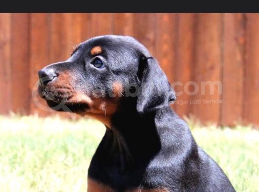 Irk Ve Sağlık Garantili Doberman Yavrular görsel