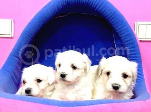 Maltesse Terri̇er  