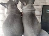 Blue Fransız Bulldog Yavrular