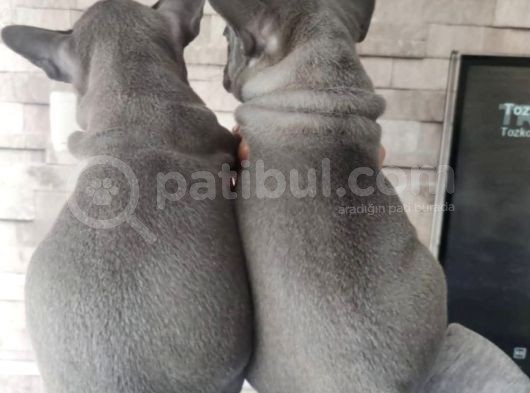 Blue Fransız Bulldog Yavrular görsel