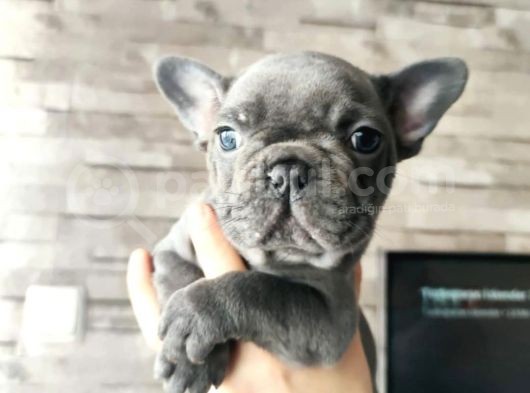 Blue Fransız Bulldog Yavrular görsel