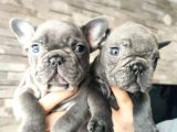 Blue Fransız Bulldog Yavrular