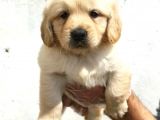 Şirin Mi Şirin Golden Retriever Yavrular