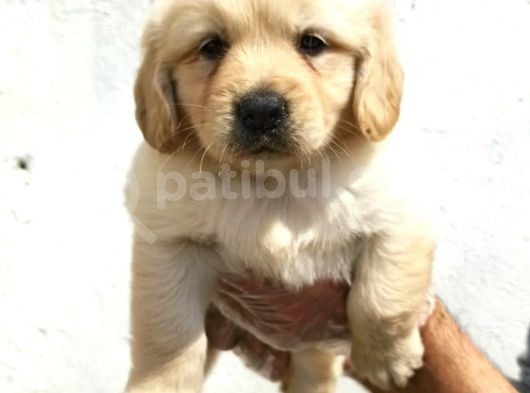 Şirin Mi Şirin Golden Retriever Yavrular görsel