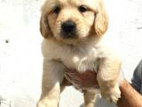 Şirin Mi Şirin Golden Retriever Yavrular