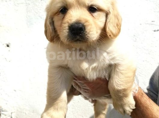 Şirin Mi Şirin Golden Retriever Yavrular görsel