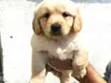 Şirin mi şirin Golden Retriever Yavrular
