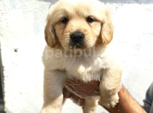 Şirin mi şirin Golden Retriever Yavrular