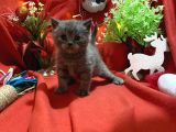 Üst Kalite Oyuncu British Shorthair