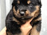 Koca Kafa Küt Burun Rottweiler Yavrular