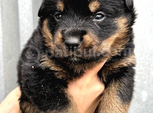 Koca Kafa Küt Burun Rottweiler Yavrular