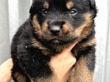 Koca Kafa Küt Burun Rottweiler Yavrular