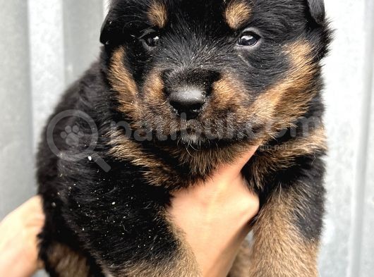 Koca Kafa Küt Burun Rottweiler Yavrular görsel