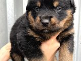 Koca Kafa Küt Burun Rottweiler Yavrular