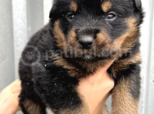 Koca Kafa Küt Burun Rottweiler Yavrular görsel