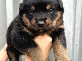Koca Kafa Küt Burun Rottweiler Yavrular