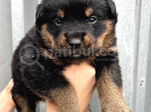 Koca Kafa Küt Burun Rottweiler Yavrular görsel