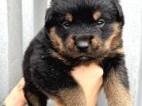 Koca Kafa Küt Burun Rottweiler Yavrular