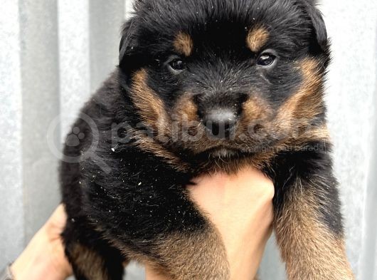 Koca Kafa Küt Burun Rottweiler Yavrular görsel