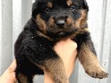 Koca Kafa Küt Burun Rottweiler Yavrular