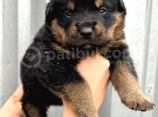 Koca Kafa Küt Burun Rottweiler Yavrular görsel