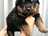 Koca Kafa Küt Burun Rottweiler Yavrular