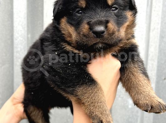 Koca Kafa Küt Burun Rottweiler Yavrular görsel