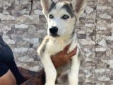 Görenleri Hayran Bırakacak Sibirya Kurdu Yavrular