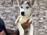 Görenleri Hayran Bırakacak Sibirya Kurdu Yavrular