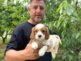 Burkem Den Cavalier Yavrular