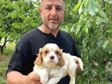 Burkem Den Cavalier Yavrular