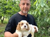 Burkem Den cavalier yavrular