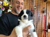 Burkem Den Border Collie Yavruları