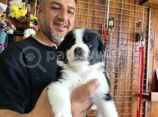 Burkem Den Border Collie Yavruları görsel