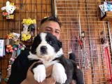 Burkem Den Border Collie Yavruları